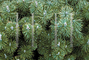 Picture of Pinus mugo 