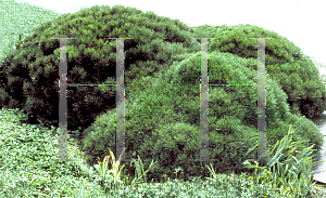 Picture of Pinus mugo 'Compacta'