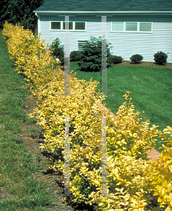 Picture of Ligustrum x vicaryi 
