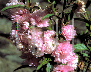 Picture of Prunus glandulosa 