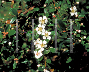 Picture of Cotoneaster dammeri 