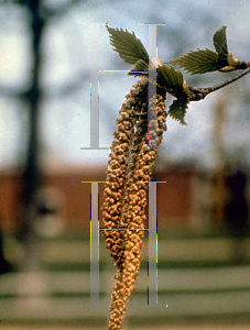 Picture of Betula papyrifera 