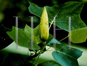 Picture of Liriodendron tulipifera 