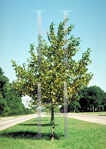 Picture of Platanus x acerifolia 