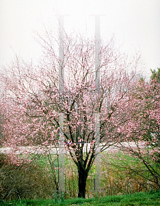 Picture of Prunus cerasifera 