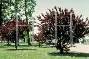 Picture of Prunus cerasifera 