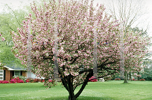 Picture of Prunus serrulata 