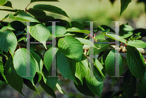 Picture of Prunus serrulata 