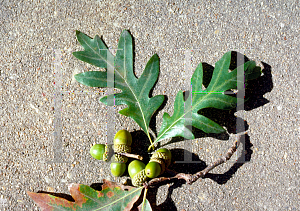 Picture of Quercus alba 