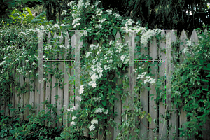 Picture of Clematis virginiana 