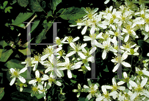 Picture of Clematis virginiana 