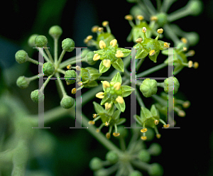 Picture of Hedera helix 