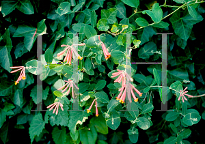Picture of Lonicera sempervirens 