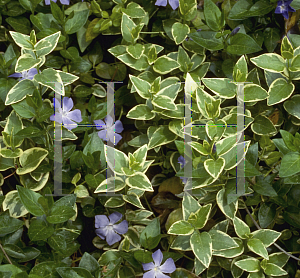 Picture of Vinca minor 'Sterling Silver'