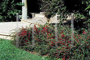 Picture of Cotoneaster horizontalis 