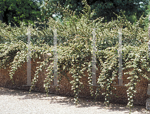 Picture of Cotoneaster horizontalis 