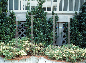 Picture of Juniperus davurica 'Expansa Variegata'