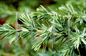Picture of Juniperus conferta 