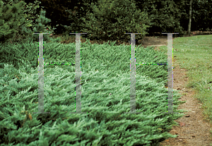 Picture of Juniperus horizontalis 