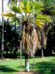 Picture of Pritchardia affinis 