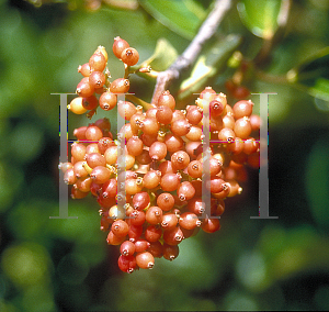 Picture of Viburnum odoratissimum var. awabuki 