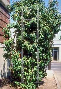 Picture of Viburnum rhytidophyllum 