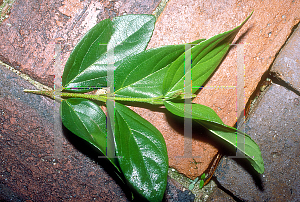 Picture of Viburnum suspensum 