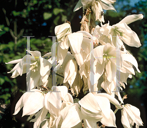 Picture of Yucca filamentosa 