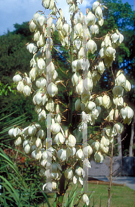 Picture of Yucca gloriosa 