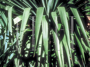 Picture of Yucca gloriosa 