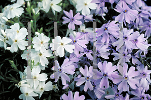 Picture of Phlox subulata 