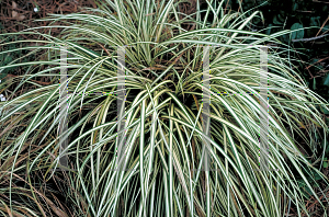 Picture of Carex spp. 