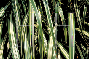 Picture of Miscanthus sinensis 
