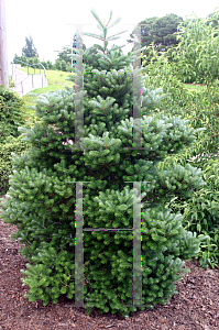 Picture of Abies koreana 