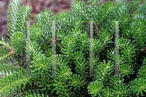 Picture of Abies koreana 