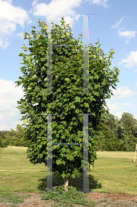 Picture of Acer saccharum 'Fairview'