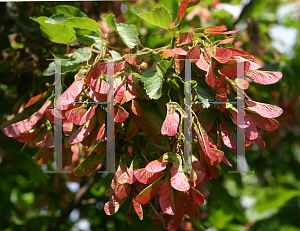 Picture of Acer tataricum ssp. ginnala 'Red Wing'