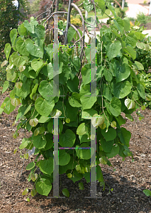 Picture of Cercis canadensis 'Covey (Lavender Twist'