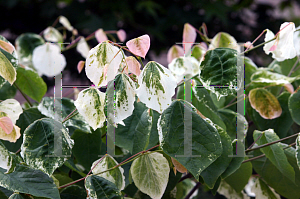 Picture of Cercis canadensis 'Silver Cloud'