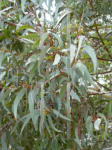 Picture of Eucalyptus laliae 