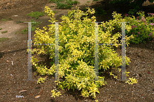 Picture of Forsythia giraldiana 'Golden Times'