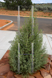 Picture of Juniperus osteosperma 