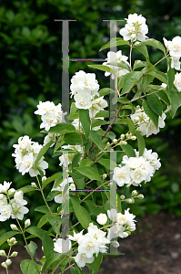 Picture of Philadelphus  'Bouquet Blanc'