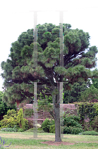 Picture of Pinus taeda 'Nana'