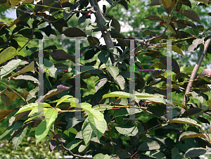 Picture of Prunus padus 'Summer Glow (DTR 117)'