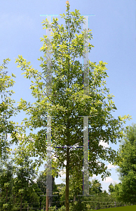 Picture of Quercus nuttallii 'QNFTA (Highpoint)'