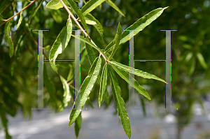 Picture of Quercus phellos 'QPSTA (Hightower)'