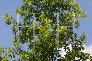 Picture of Quercus shumardii 'Panacha'