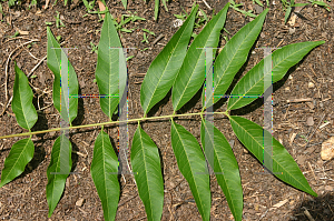 Picture of Sapindus mukorossi ssp. carinatus 