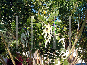 Picture of Sophora secundiflora 
